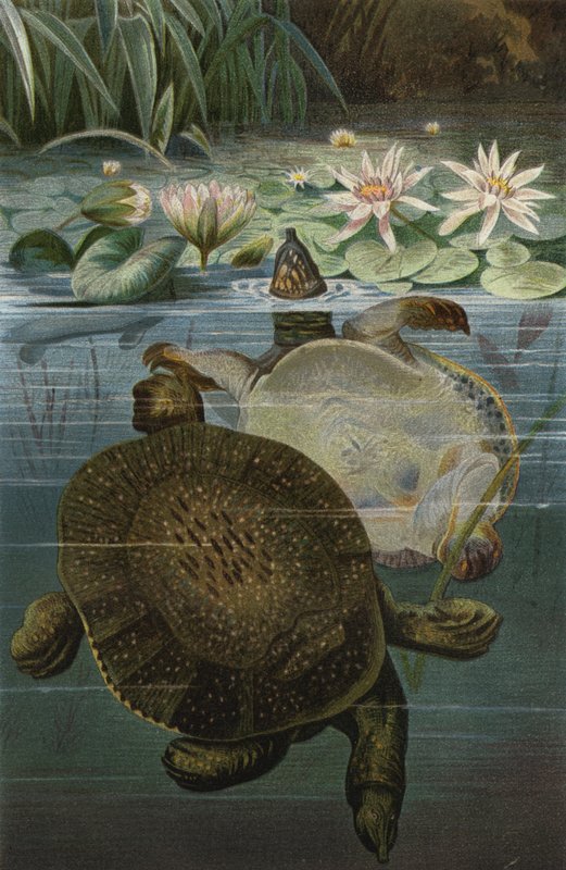 Softshell Turtle by European School