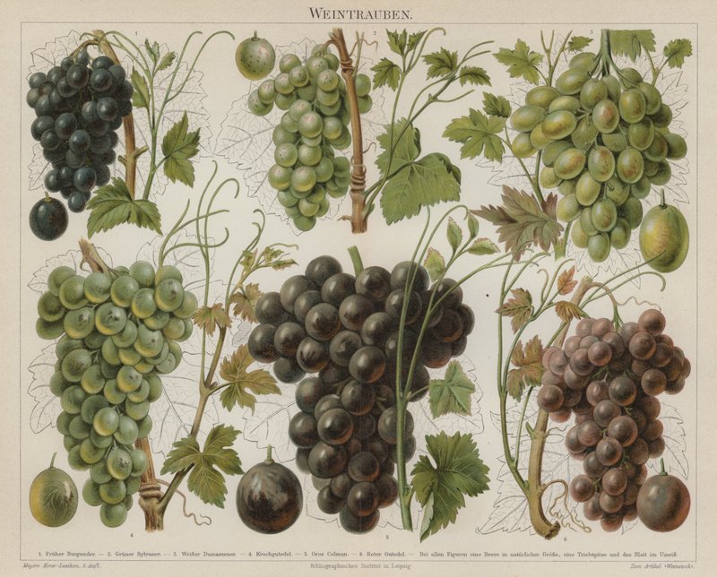 Grapes by German School