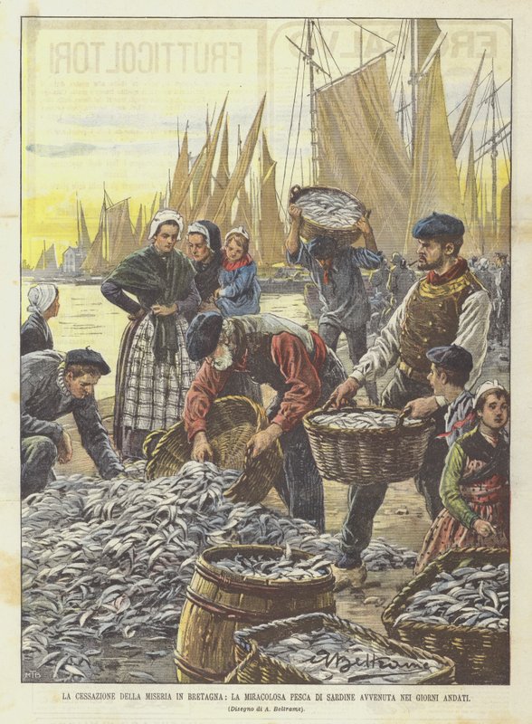 The End of Misery in Brittany, The Miraculous Sardine Catch of Recent Days by Achille Beltrame