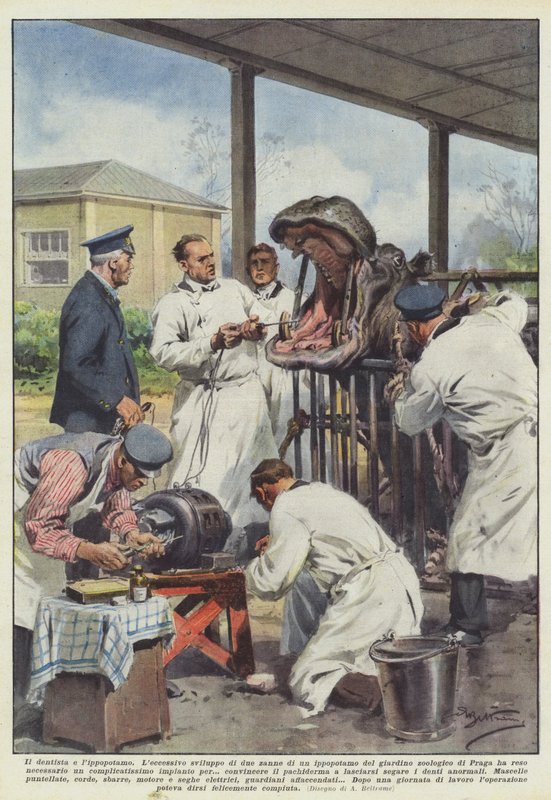 The Dentist and the Hippopotamus by Achille Beltrame