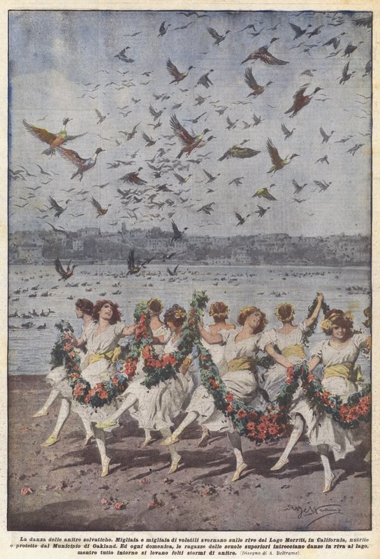The Dance of the Wild Ducks by Achille Beltrame
