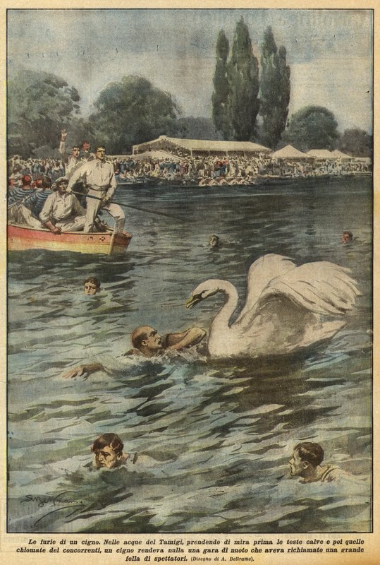 The Fury of a Swan by Achille Beltrame
