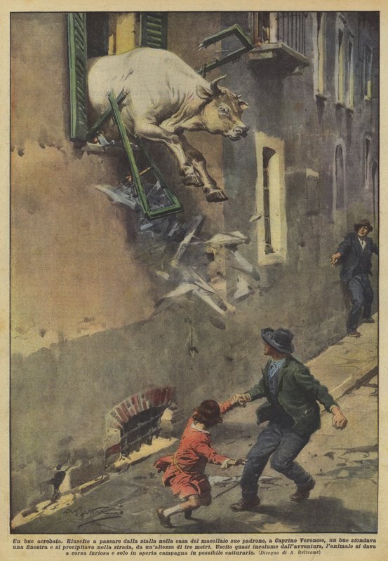 An acrobat ox by Achille Beltrame