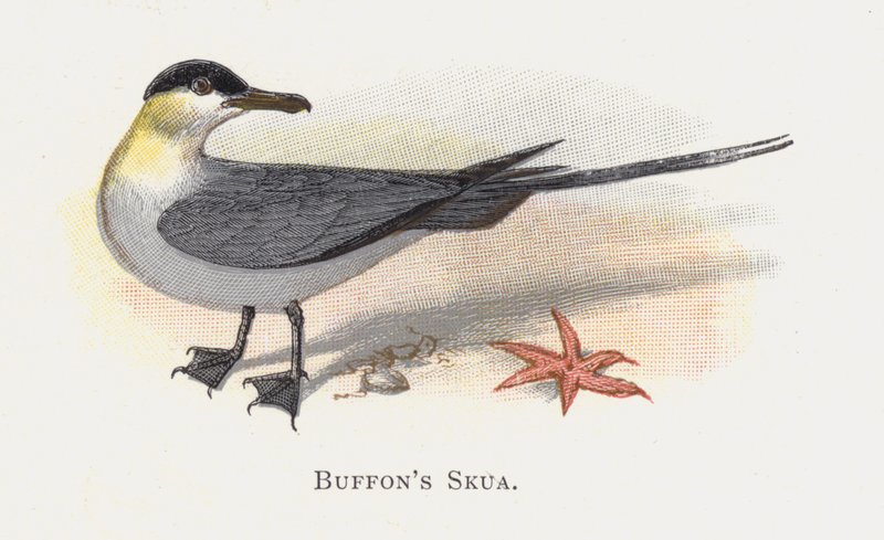 Buffons Skua by Alexander Francis Lydon