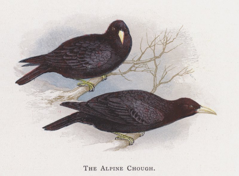 The Alpine Chough by Alexander Francis Lydon