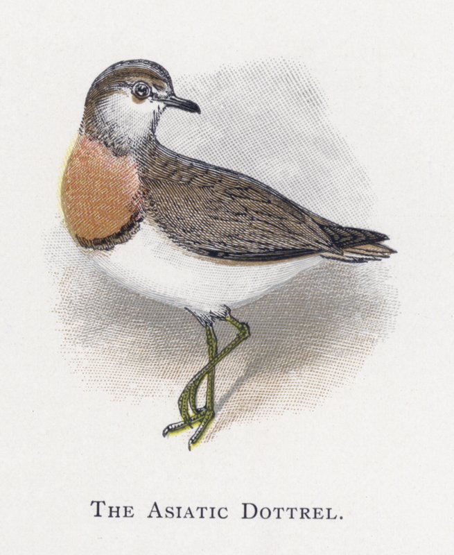 The Asiatic Dottrel by Alexander Francis Lydon