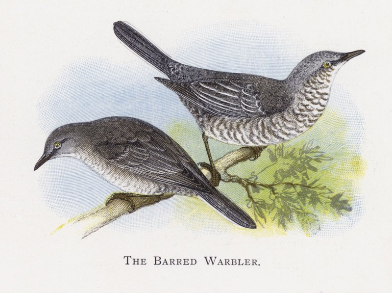 The Barred Warbler by Alexander Francis Lydon