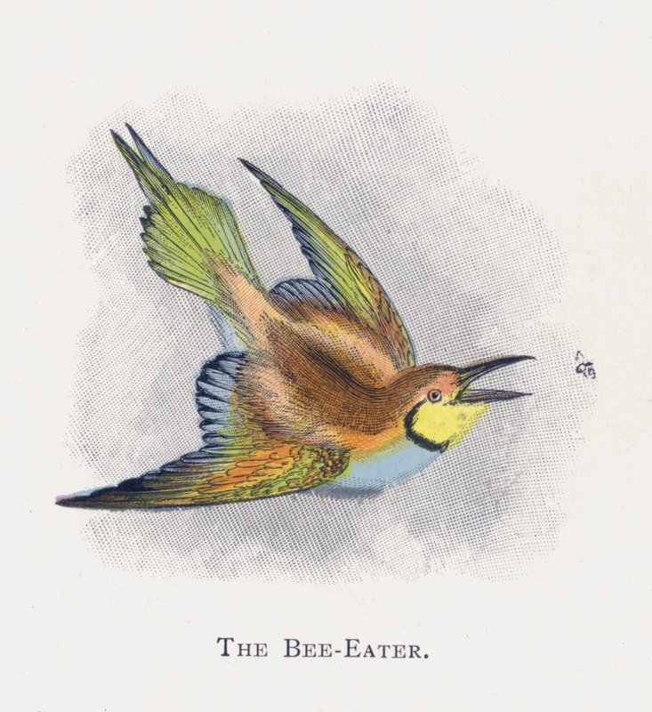The Bee-Eater by Alexander Francis Lydon
