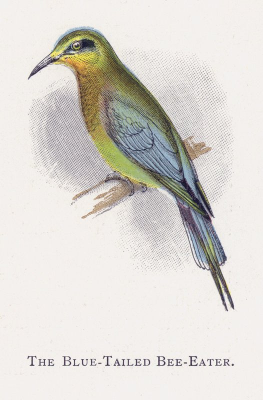 The Blue-Tailed Bee-Eater by Alexander Francis Lydon