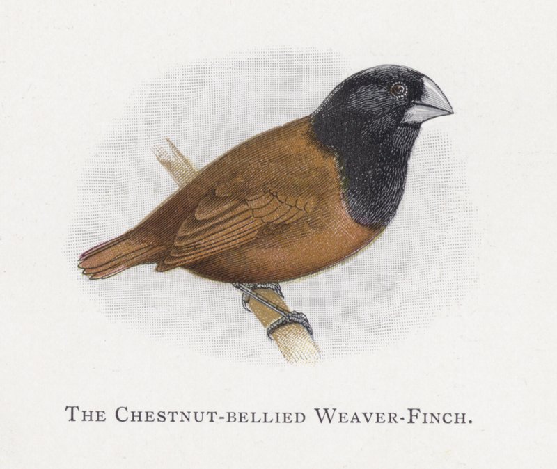 The Chestnut-bellied Weaver-Finch by Alexander Francis Lydon