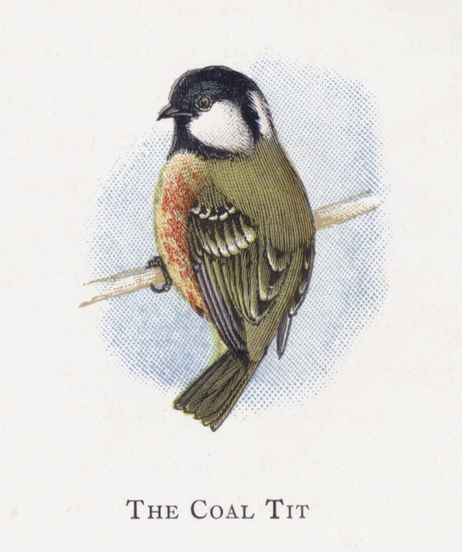 The Coal Tit by Alexander Francis Lydon