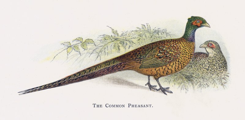 The Common Pheasant by Alexander Francis Lydon