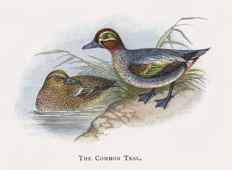 The Common Teal by Alexander Francis Lydon