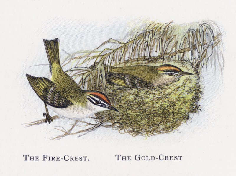 The Fire-Crest, The Gold-Crest by Alexander Francis Lydon