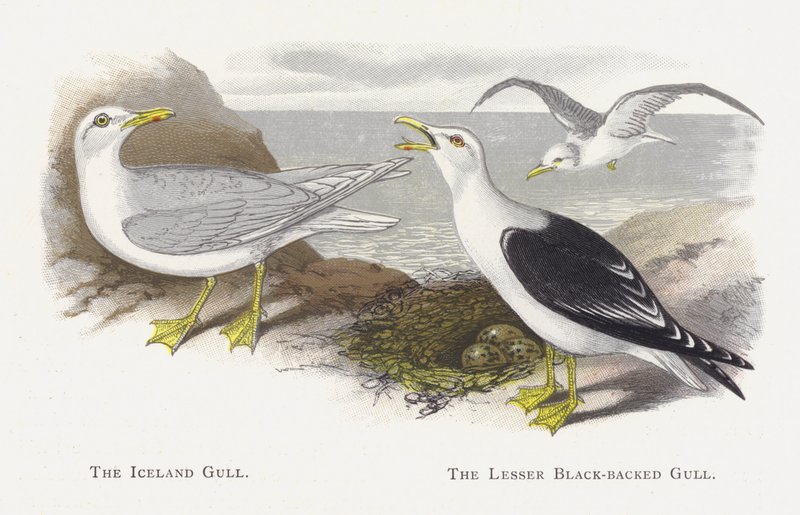 The Iceland Gull, The Lesser Black-backed Gull by Alexander Francis Lydon