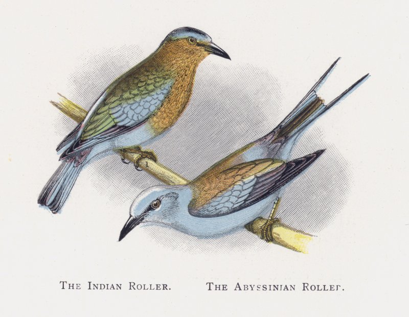 The Indian Roller, The Abyssinian Roller by Alexander Francis Lydon