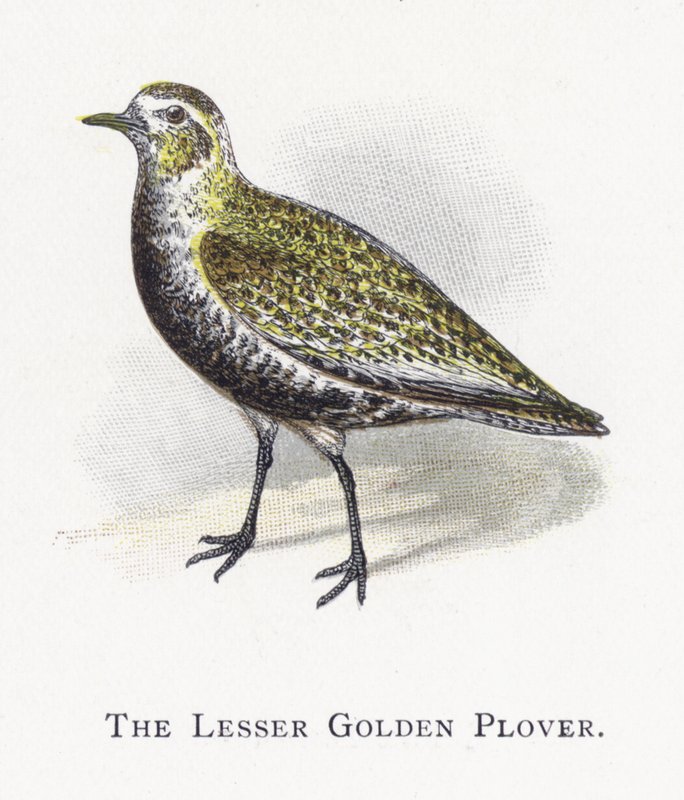The Lesser Golden Plover by Alexander Francis Lydon