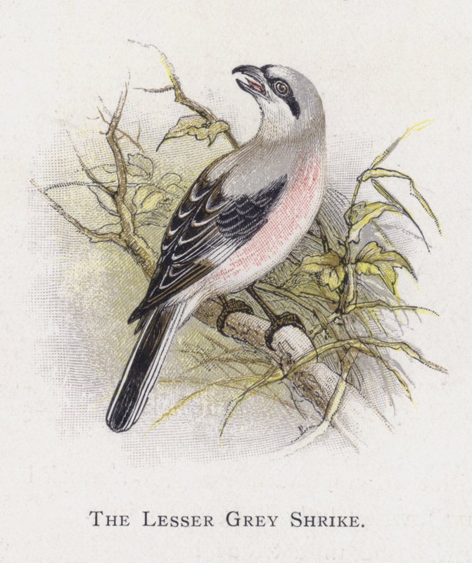 The Lesser Grey Shrike by Alexander Francis Lydon