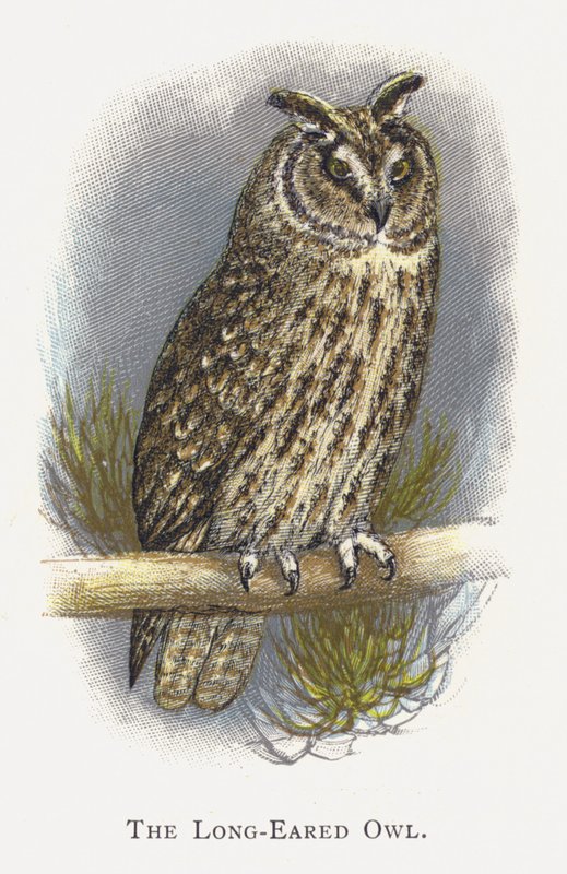 The Long-Eared Owl by Alexander Francis Lydon