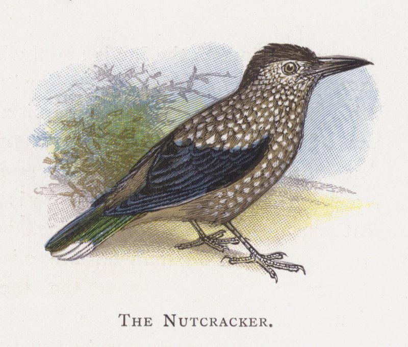 The Nutcracker by Alexander Francis Lydon