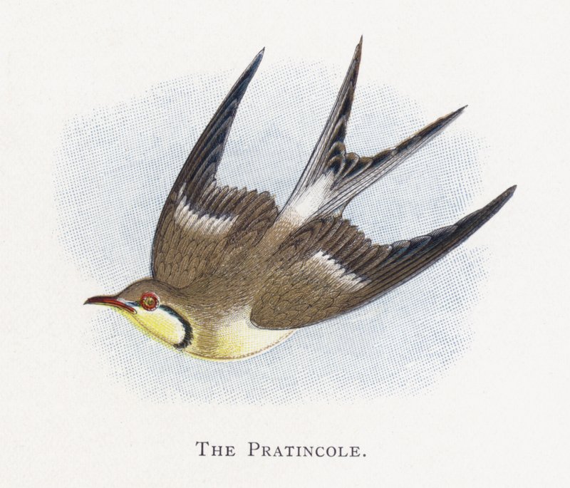 The Pratincole by Alexander Francis Lydon