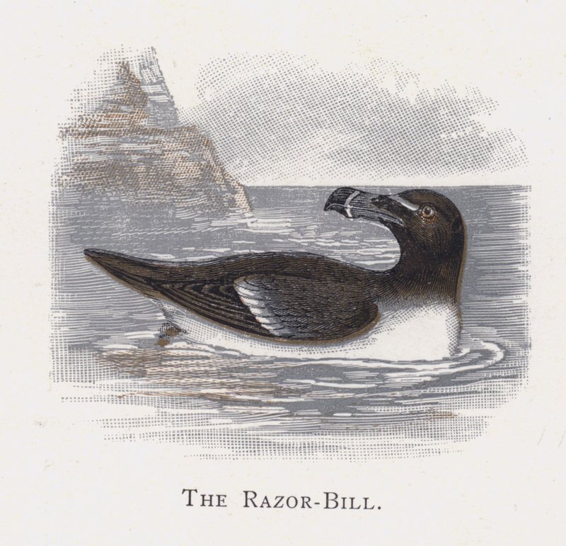 The Razor-Bill by Alexander Francis Lydon