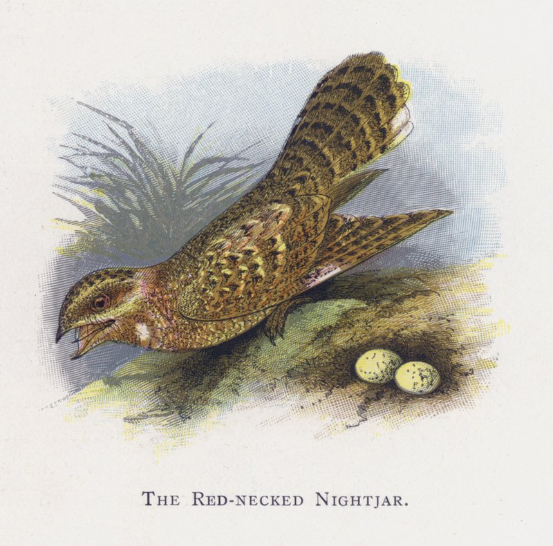 The Red-Necked Nightjar by Alexander Francis Lydon