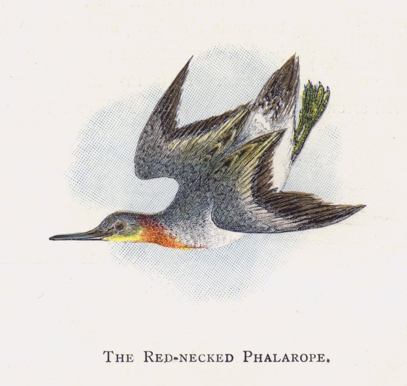 The Red-necked Phalarope by Alexander Francis Lydon