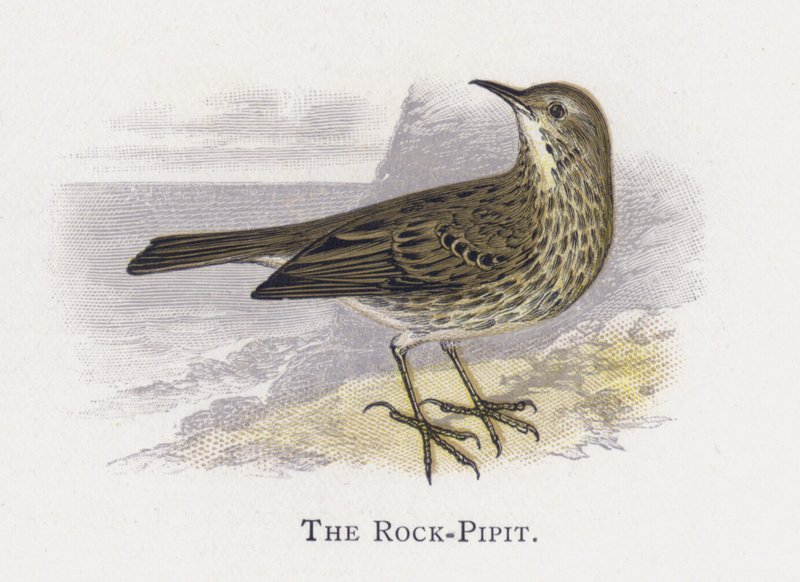 The Rock-Pipit by Alexander Francis Lydon