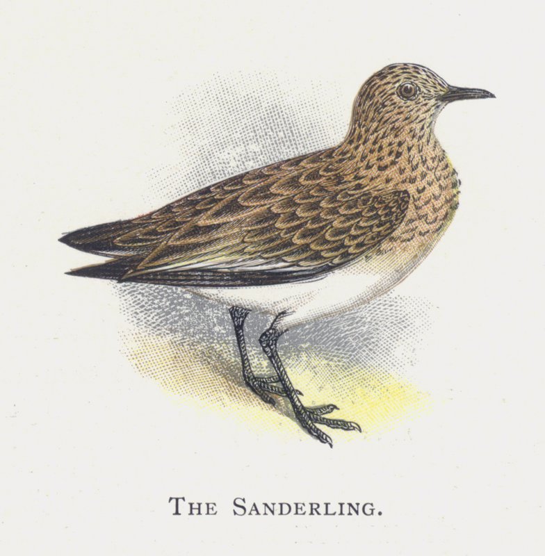 The Sanderling by Alexander Francis Lydon