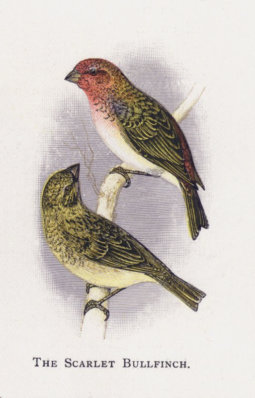 The Scarlet Bullfinch by Alexander Francis Lydon