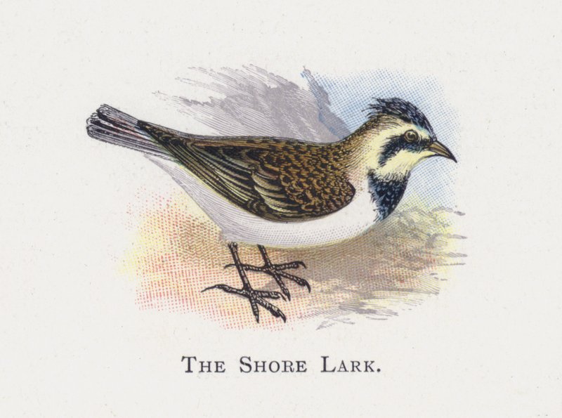 The Shore Lark by Alexander Francis Lydon