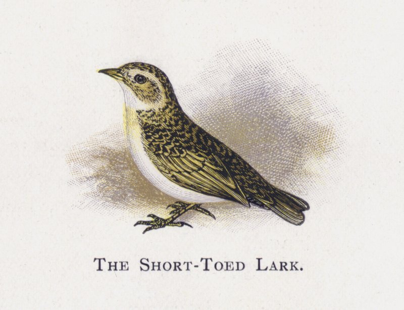 The Short-Toed Lark by Alexander Francis Lydon