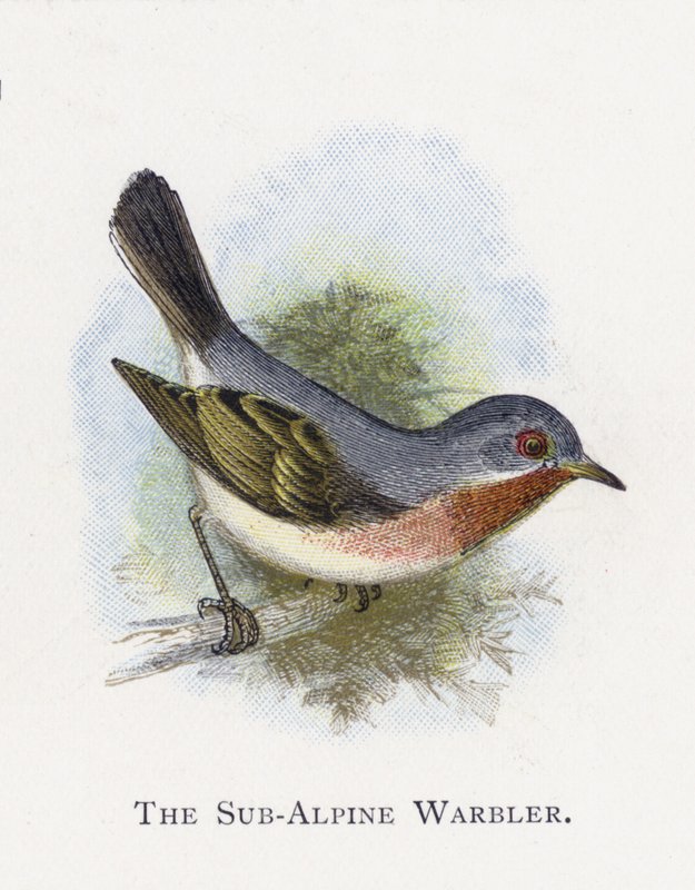 The Sub-Alpine Warbler by Alexander Francis Lydon
