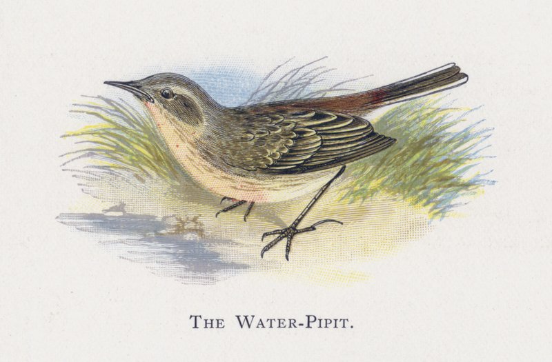 The Water-Pipit by Alexander Francis Lydon