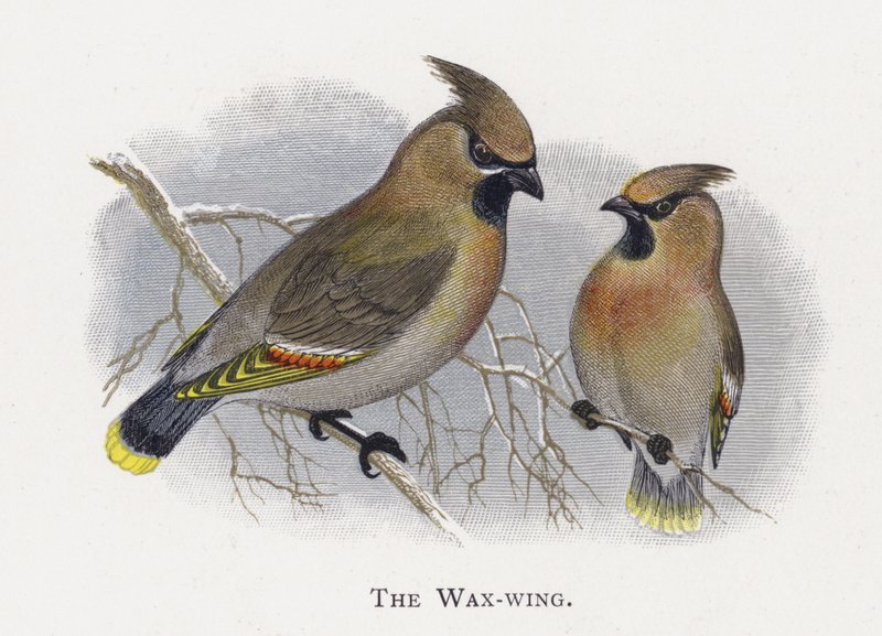 The Wax-wing by Alexander Francis Lydon