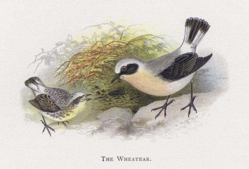 The Wheatear by Alexander Francis Lydon