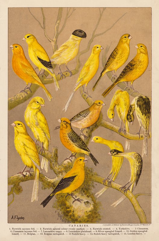 Canaries by Alexander Francis (after) Lydon