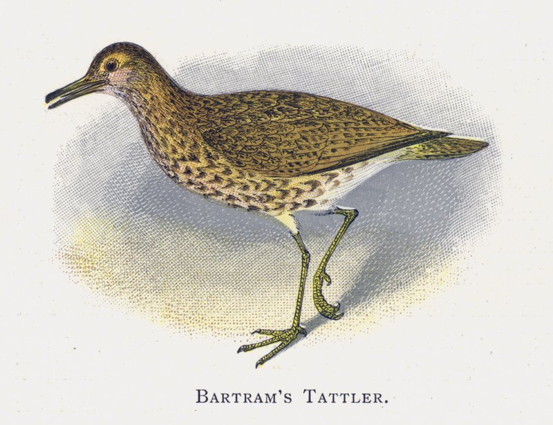 Batrams Tattler by Alexander Francis Lydon