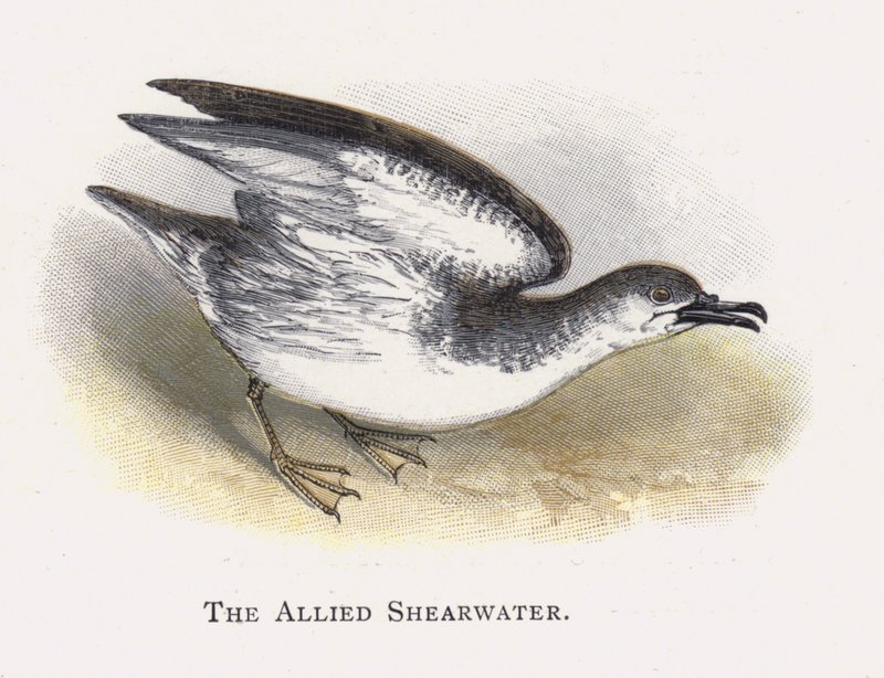 The Allied Shearwater by Alexander Francis Lydon