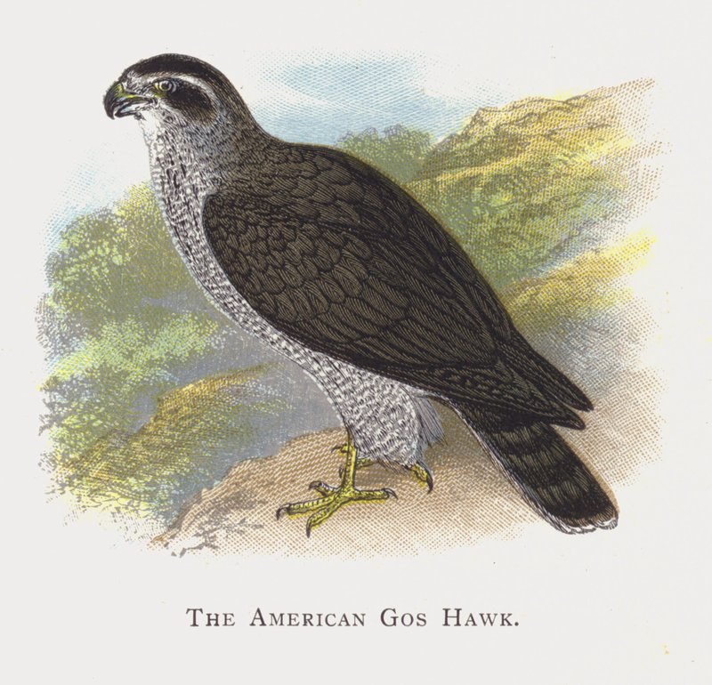 The American Goshawk by Alexander Francis Lydon