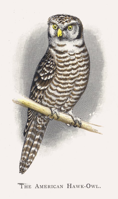 The American Hawk-Owl by Alexander Francis Lydon