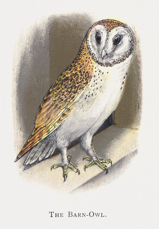 The Barn-Owl by Alexander Francis Lydon