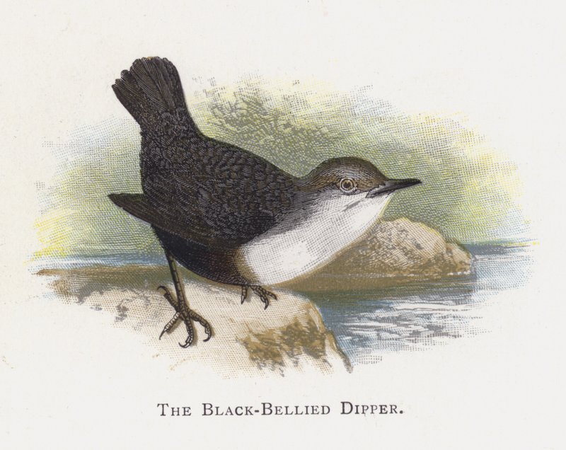 The Black-Bellied Dipper by Alexander Francis Lydon