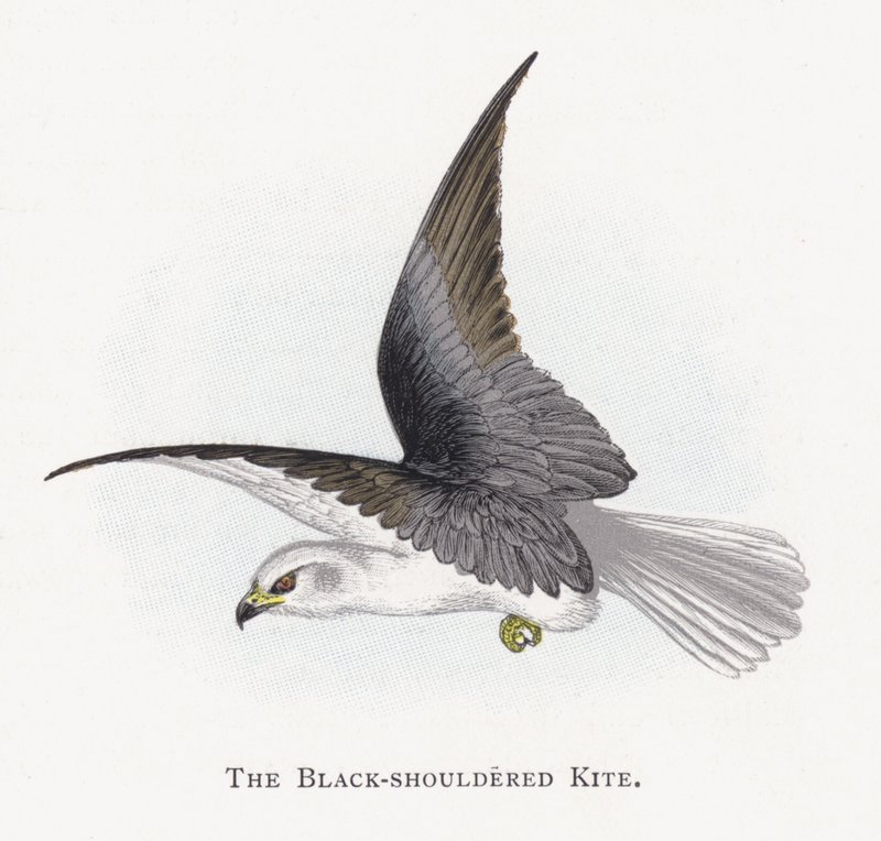 The Black-shouldered Kite by Alexander Francis Lydon