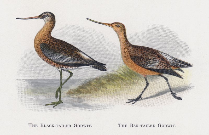 The Black-tailed Godwit, The Bar-tailed Godwit by Alexander Francis Lydon