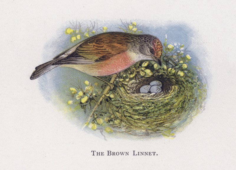 The Brown Linnet by Alexander Francis Lydon