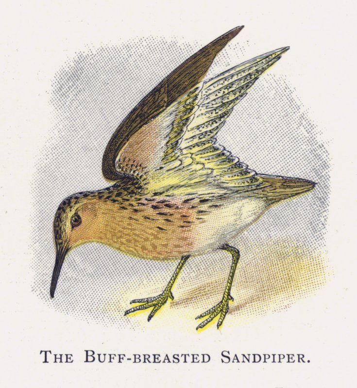 The Buff-breasted Sandpiper by Alexander Francis Lydon