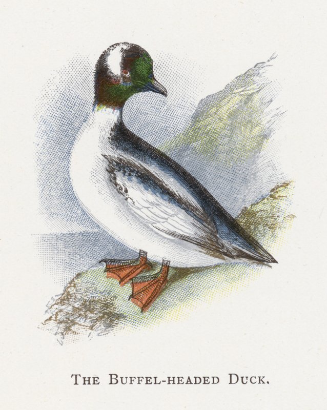The Buffel-headed Duck by Alexander Francis Lydon