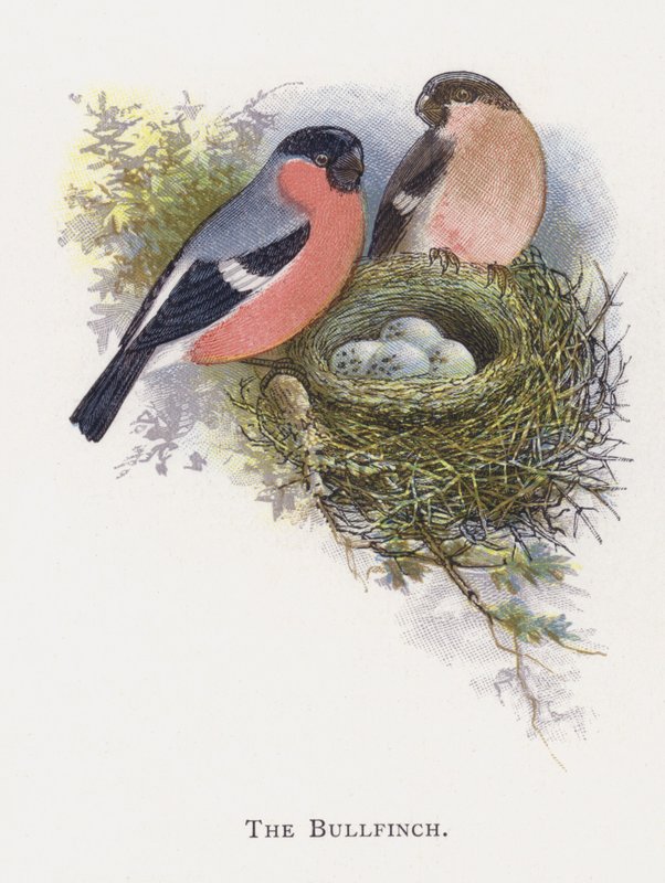 The Bullfinch by Alexander Francis Lydon
